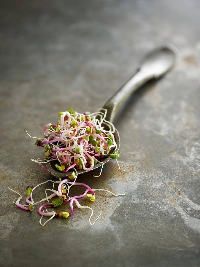 Sprouting Rose Radish #2 Photograph by Science Photo Library