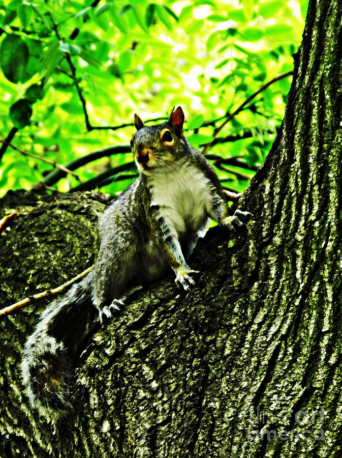 Squirrel Photograph by Sarah Loft