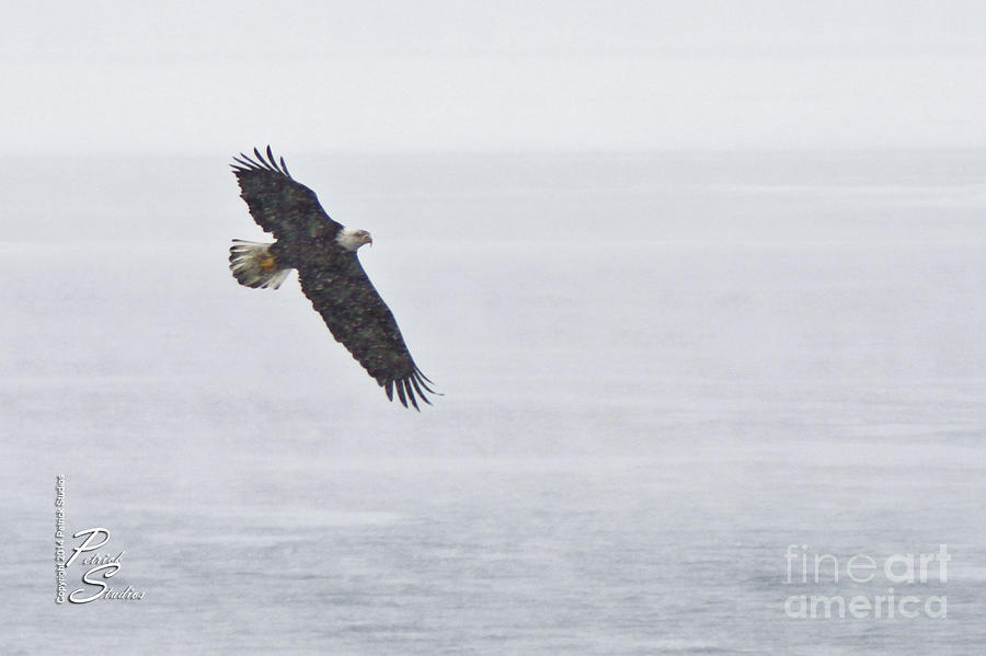 Eagle Photograph - St Clair Eagle by Michael Petrick