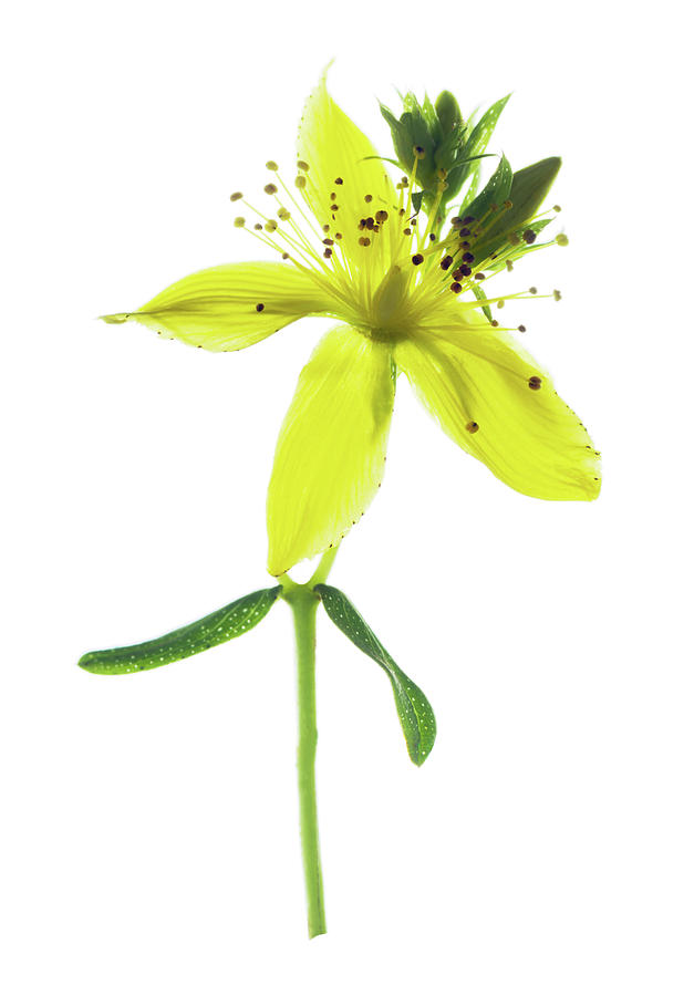Nature Photograph - St. Johns Wort (hypericum Perforatum) #2 by Gustoimages/science Photo Library