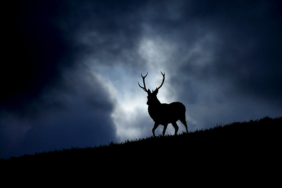 Stag silhouette #2 Photograph by Gavin Macrae