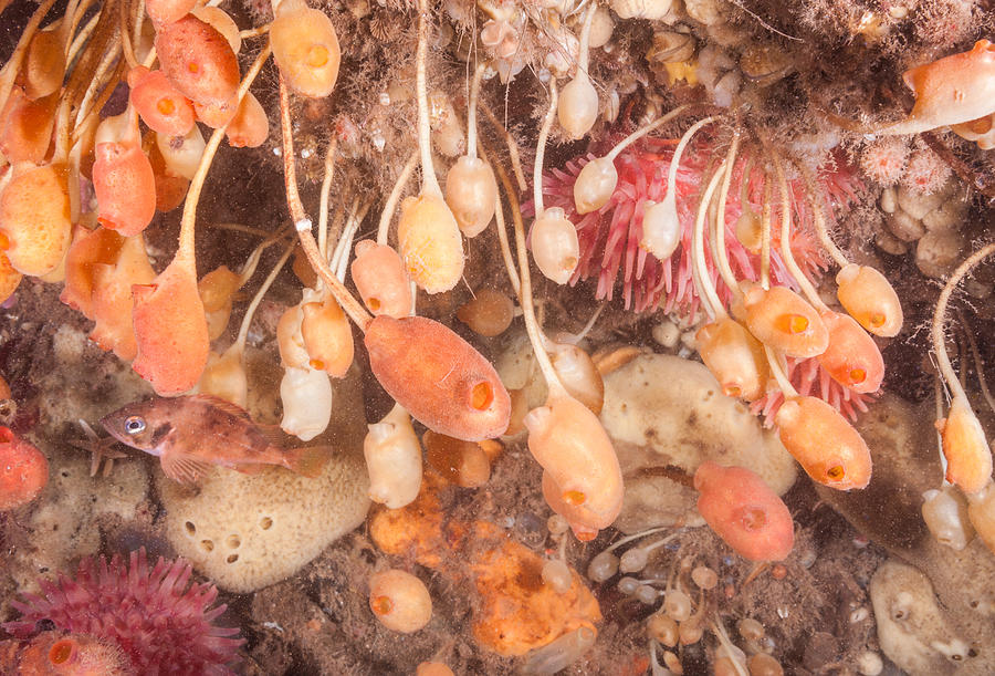 Stalked Tunicates #2 Photograph by Andrew J. Martinez