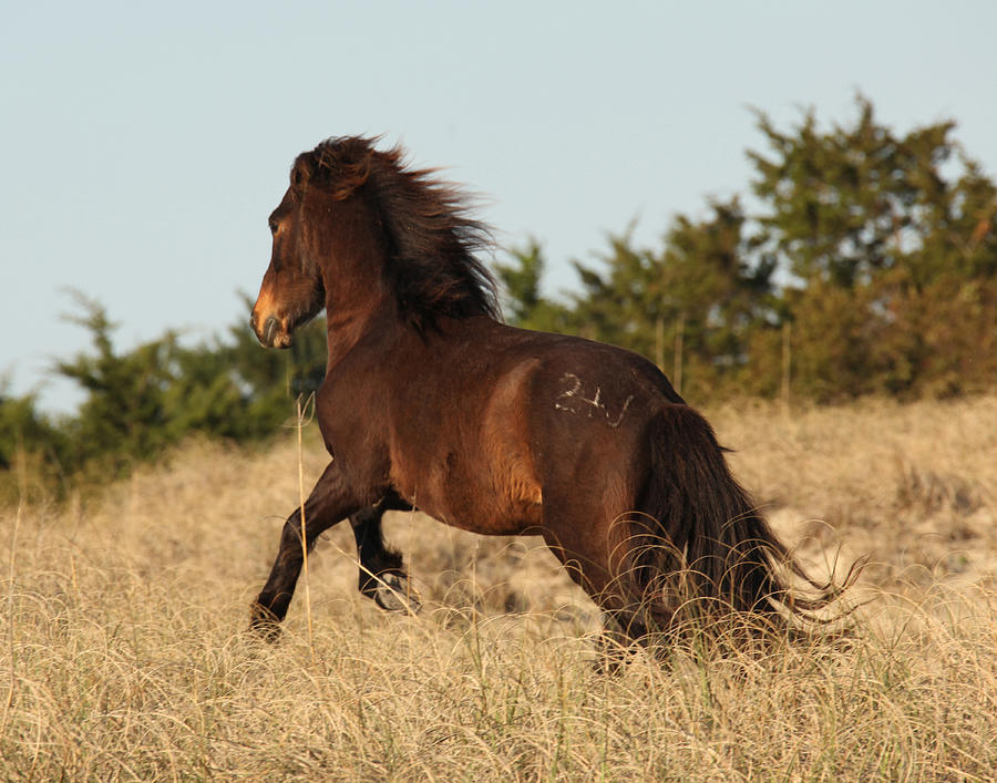 Stallion on the Run Photograph by Eleszabeth McNeel - Fine Art America