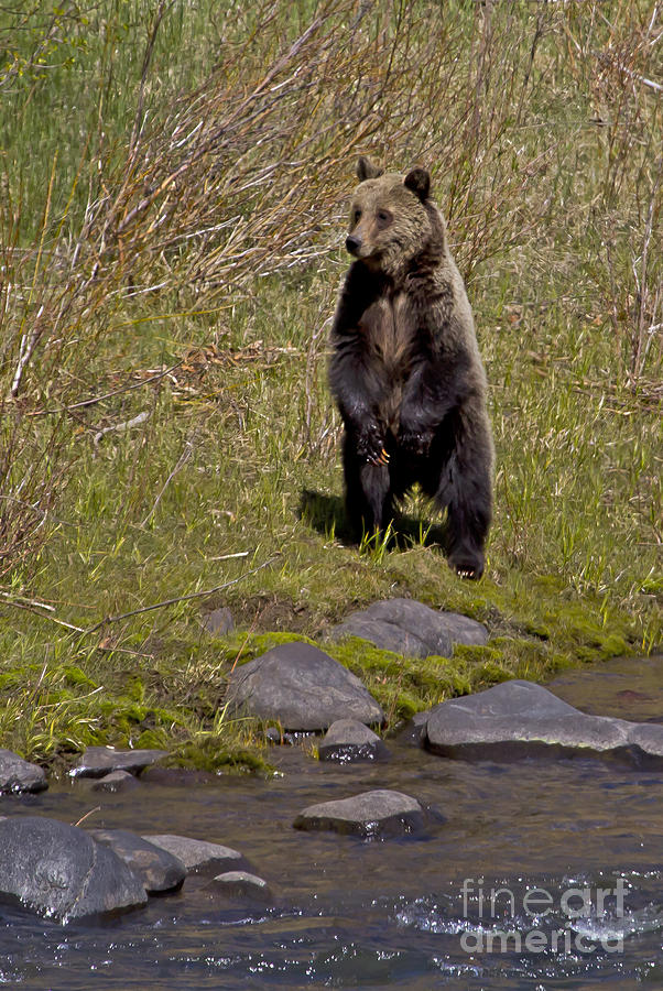 Standing Grizzly #1 Photograph by J L Woody Wooden