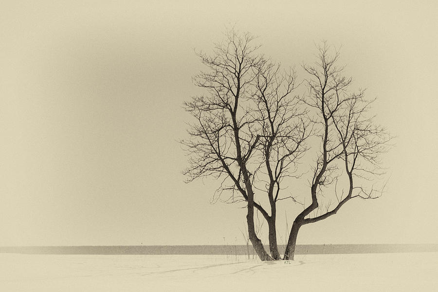 Tree Photograph - Stands Alone #2 by Karol Livote