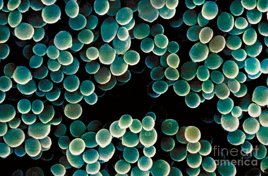 Staphylococcus Aureus #2 Photograph by David M. Phillips