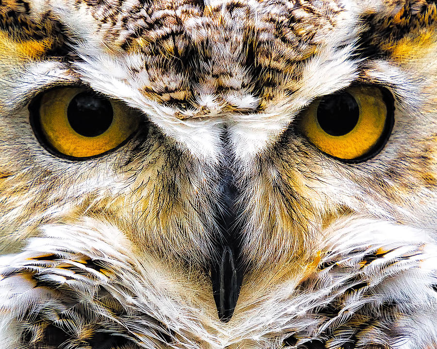 Staredown by David Wynia Staredown by David Wynia