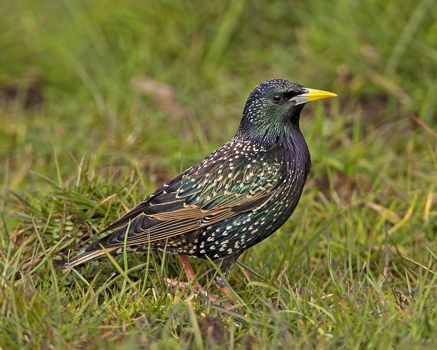 Starling #2 Photograph by Paul Scoullar