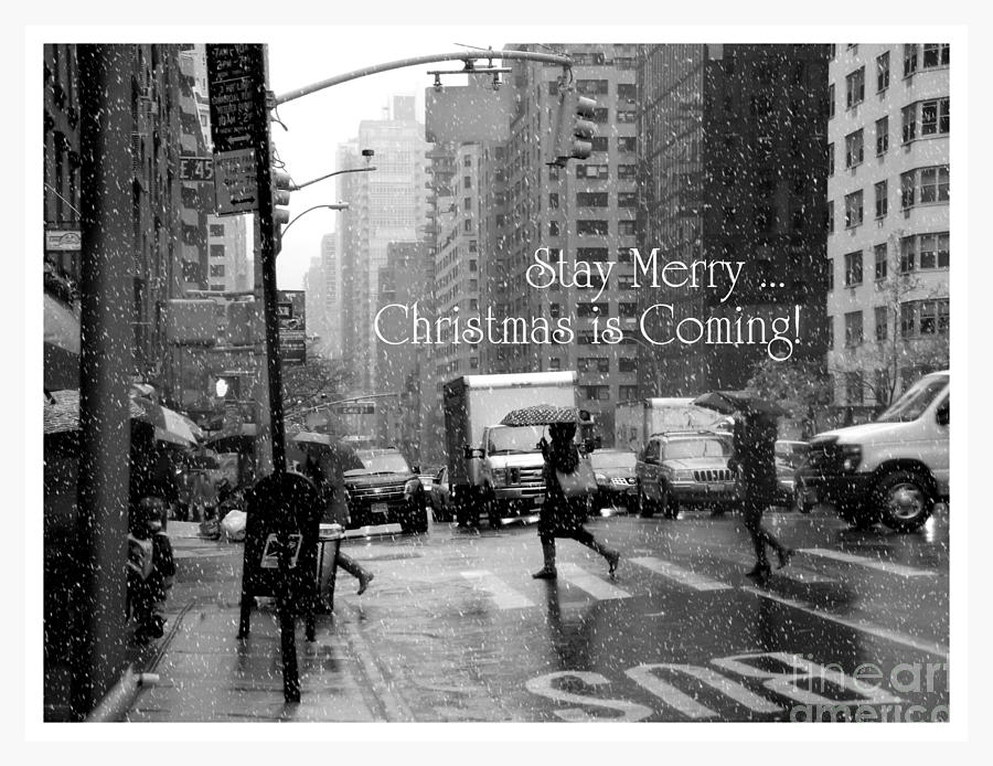 Christmas Photograph - Stay Merry - Christmas is Coming - Holiday and Christmas Card #1 by Miriam Danar