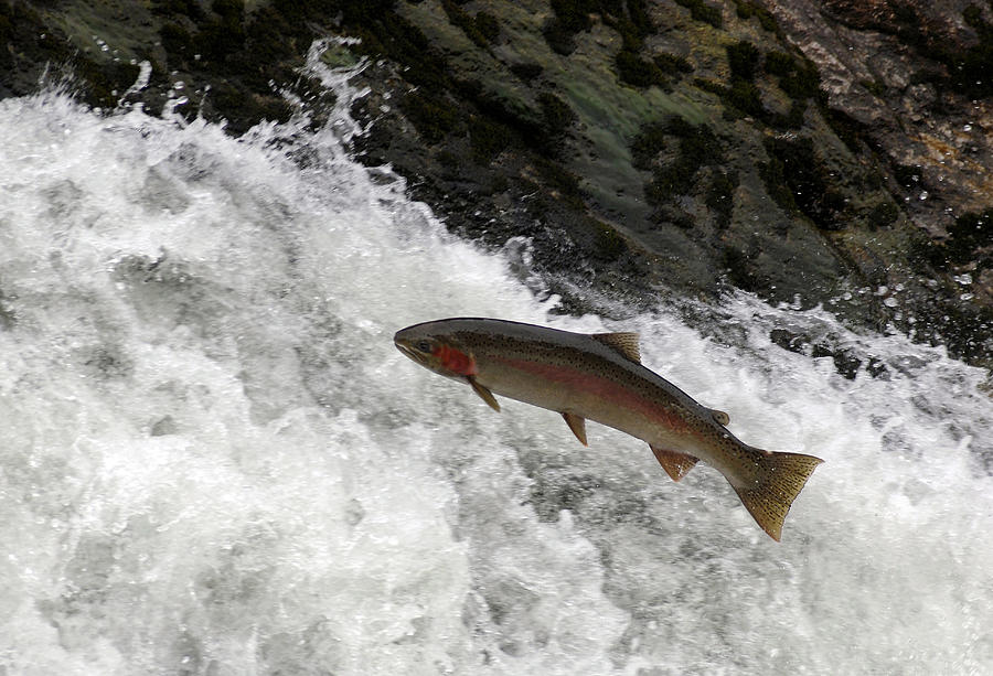 Steelhead Trout Jumping In Falls Photograph by Theodore Clutter