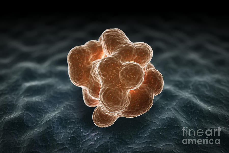 Stem Cells #2 Photograph by Science Picture Co