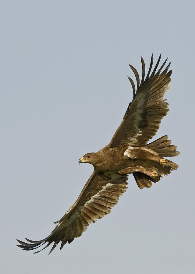 Steppe Eagle Aquila Nipalensis Photograph by Animal Images | Fine Art ...