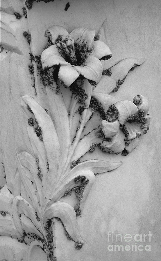 Stone Floral #2 Photograph by Sharon Elliott
