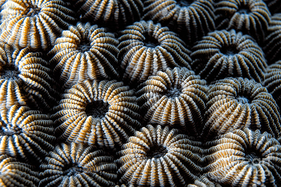 Stony Coral #2 Photograph by Joerg Lingnau