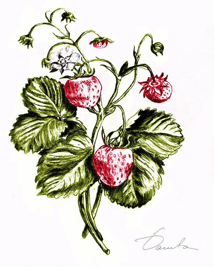 Strawberries Drawing by Danuta