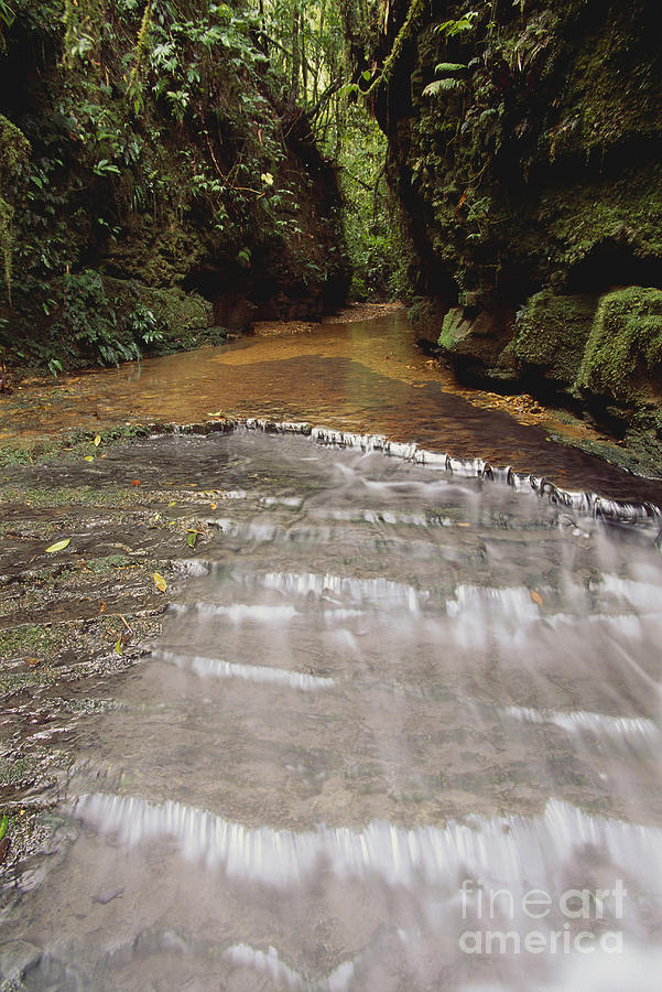 Stream In Rainforest #2 Photograph by Art Wolfe