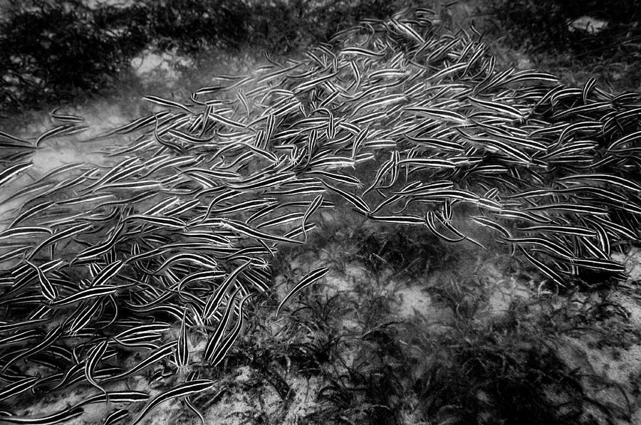 Striped Eel Catfish - Gestreifte Korallenwelse Photograph