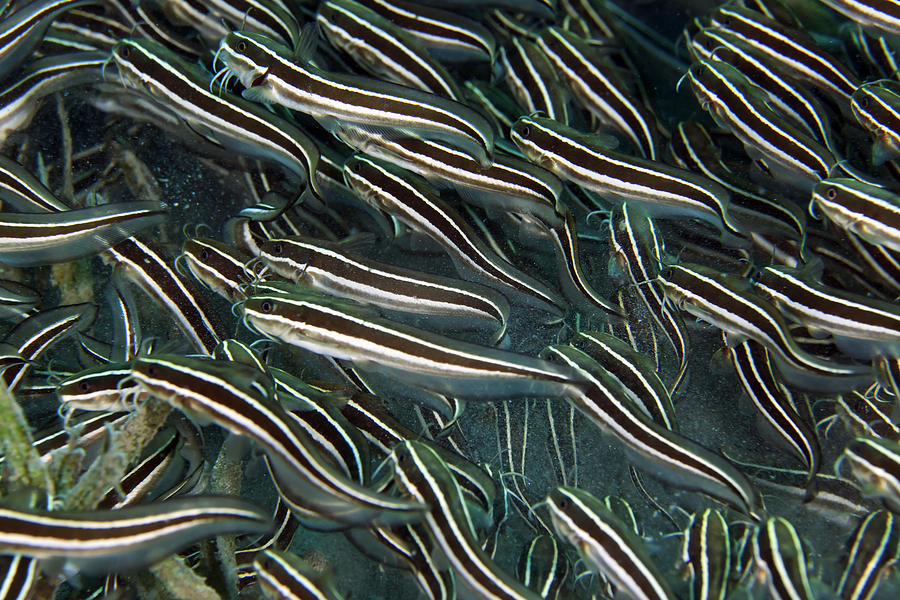 Striped eel catfish plotosus lineatus in the Red sea. Photograph by ...