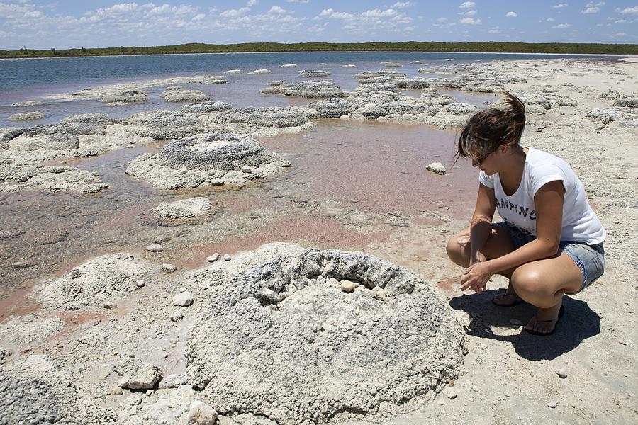 Nature Photograph - Stromatolites, Australia #2 by Science Photo Library
