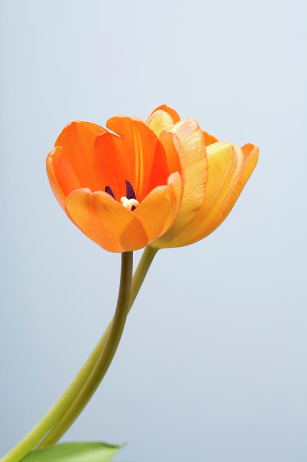 Studio Shot Of Yellow Tulips #2 Photograph by Kristin Lee