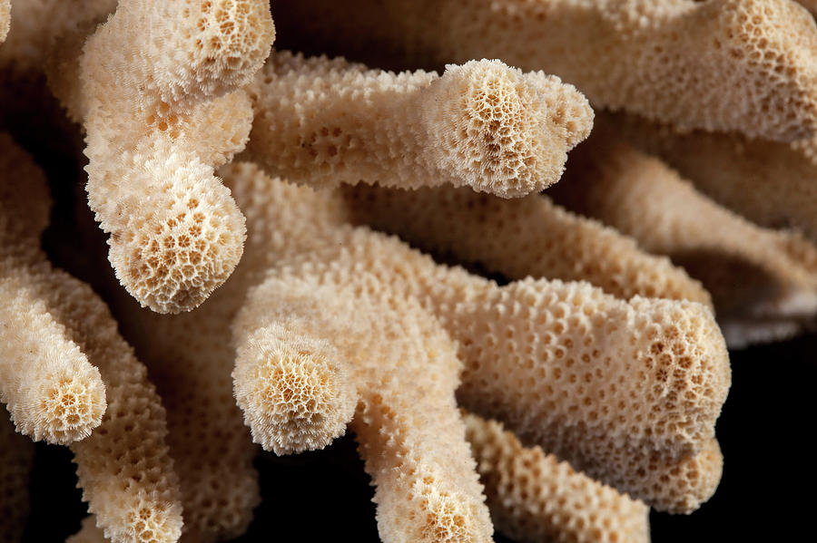 Animal Photograph - Stylophora Coral #2 by Natural History Museum, London