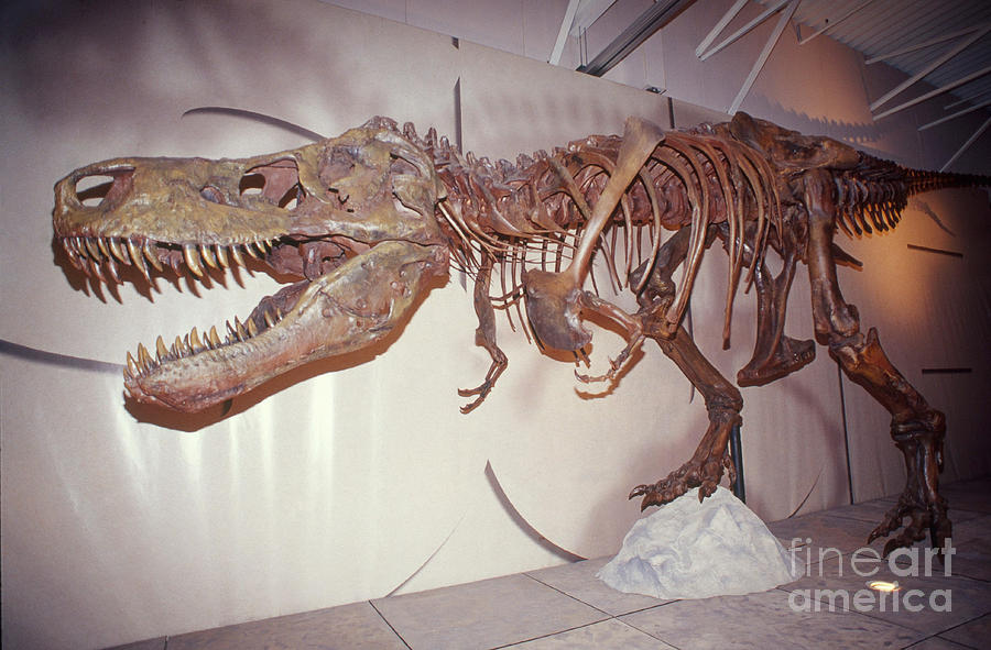T Rex Photograph - Sue The Tyrannosaurus Rex #2 by Millard H. Sharp