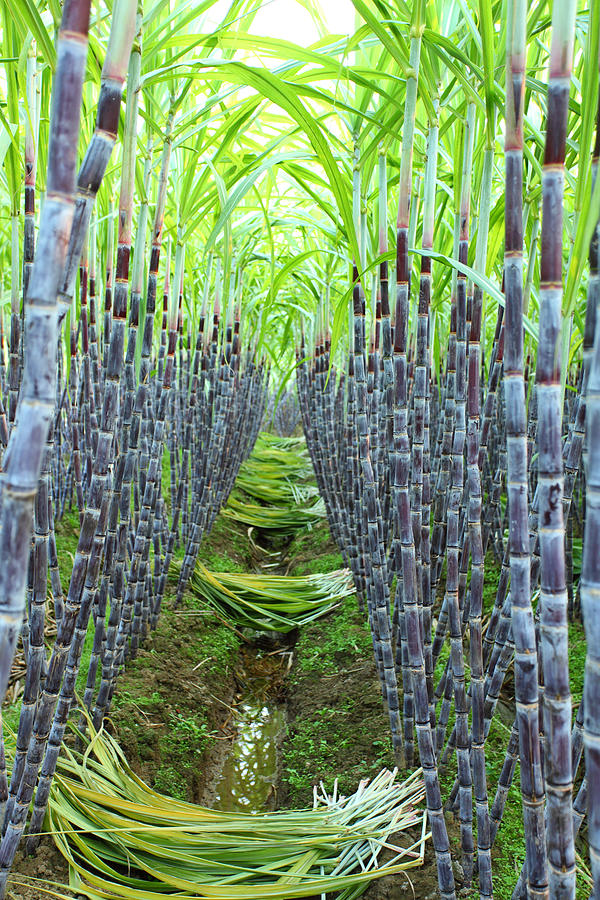 Sugar cane field #2 Photograph by Bihaibo