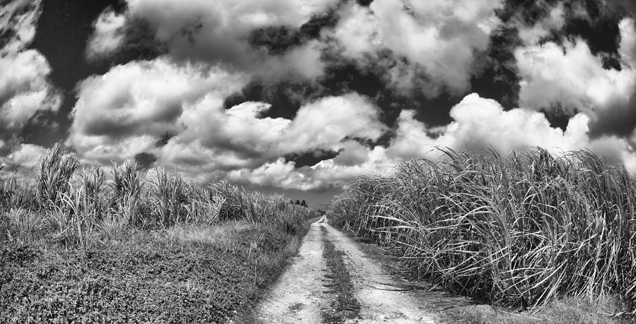 Sugarcane Fields #2 Photograph by Raul Rodriguez