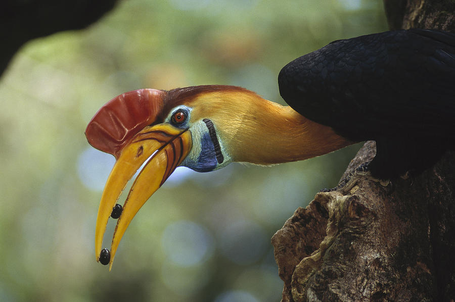 Animal Photograph - Sulawesi Red-knobbed Hornbill Male #2 by Tui De Roy