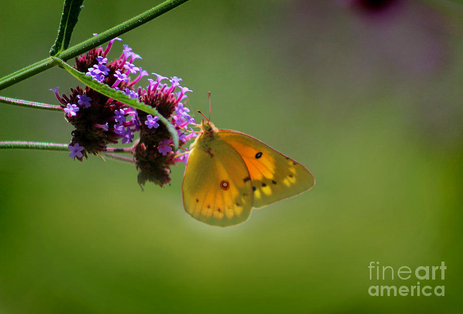 Sulphur Butterfly on Verbena Flower #2 Photograph by Karen Adams