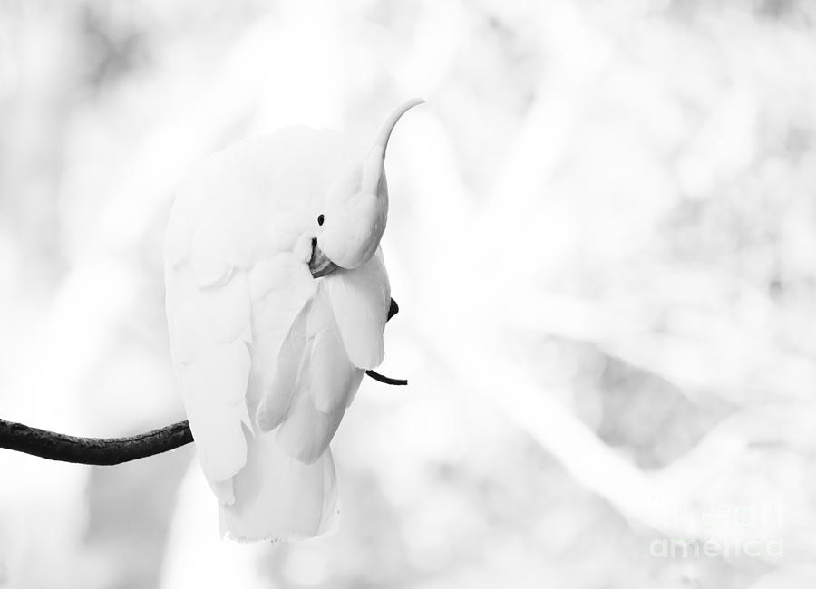 Sulphur crested cockatoo preening Photograph by Sheila Smart Fine Art Photography