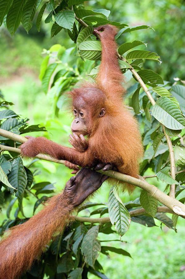 Sumatran Orangutan #2 Photograph by Tony Camacho/science Photo Library
