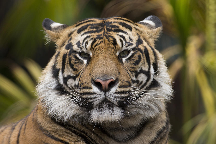 Sumatran Tiger Photograph by San Diego Zoo