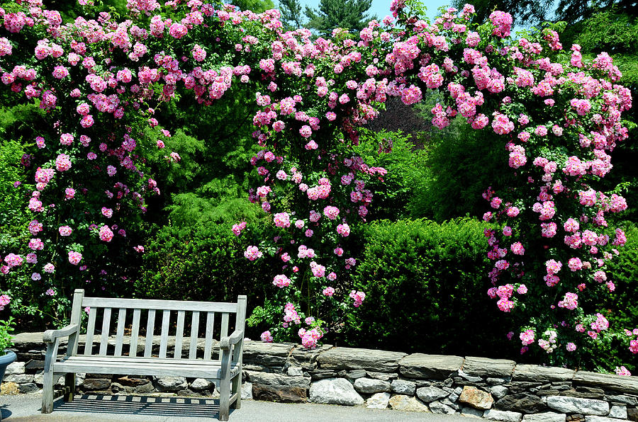 Pink Rose Garden Photograph by Crystal Wightman