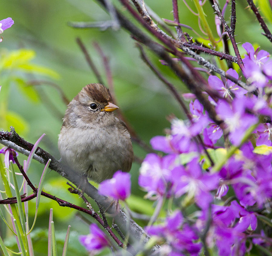 Sparrow Photograph - Summer Beauty #2 by Doug Lloyd