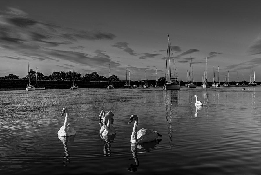 Summer evening swans #2 Photograph by David Pyatt