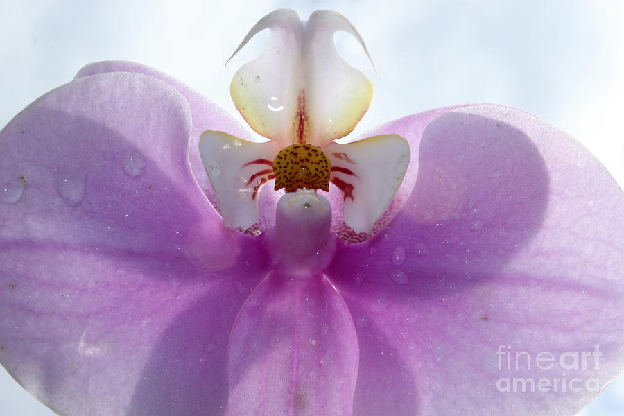 Orchid Photograph - Summer  #2 by Krissy Katsimbras
