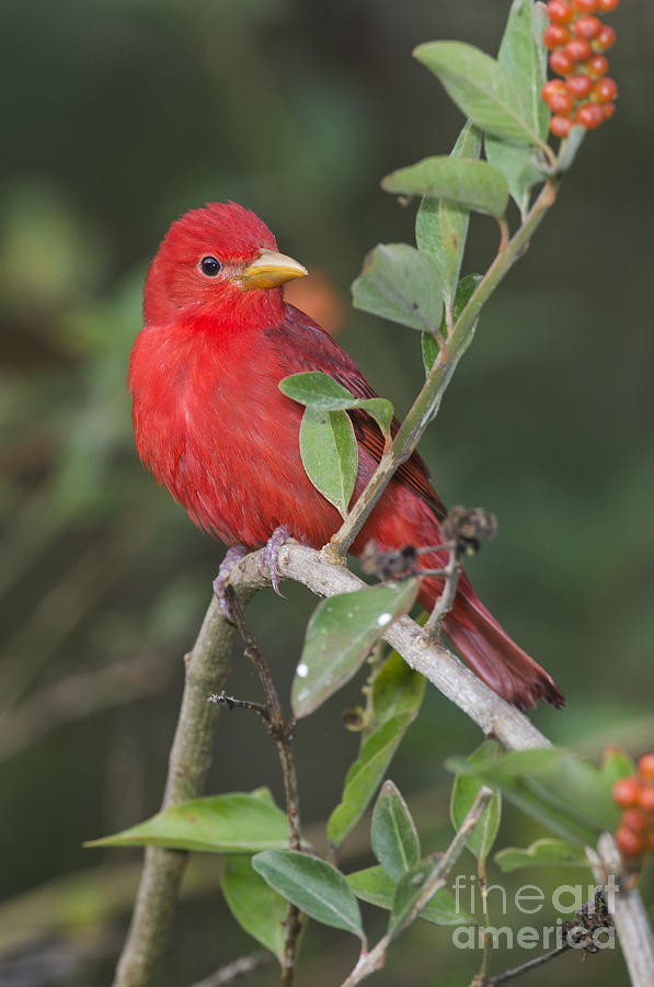 Summer Tanager Photograph by Anthony Mercieca
