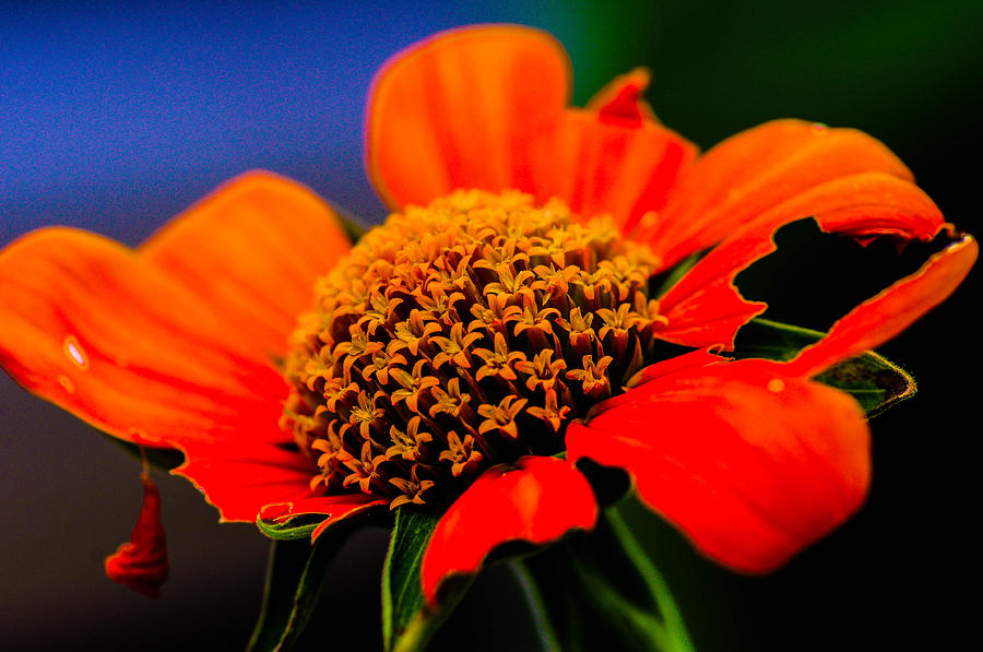 Sun Flower #2 Photograph by Gerald Kloss