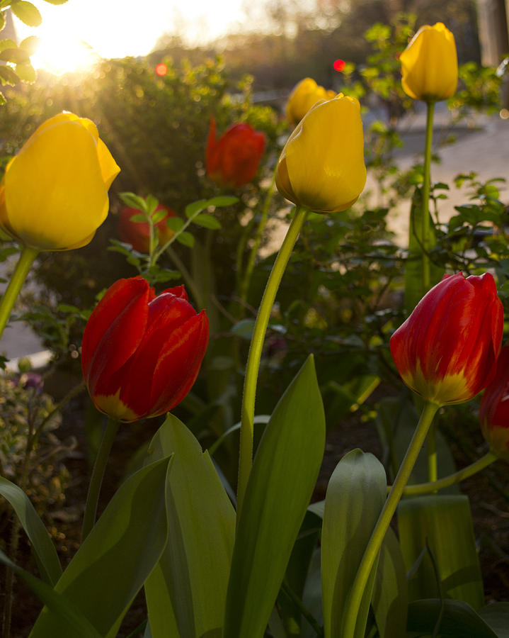 Tulip Photograph - Sunbath #2 by Jatin Thakkar
