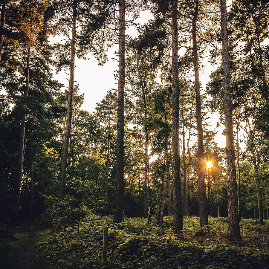 Nature Photograph - Sunbeams Through the Trees #2 by Gemma Knight