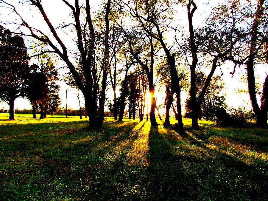 Tree Photograph - Sundown #2 by Trish Clark