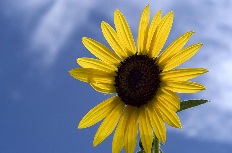 Sunflower Helianthus Annuus Photograph by Carol Gregory