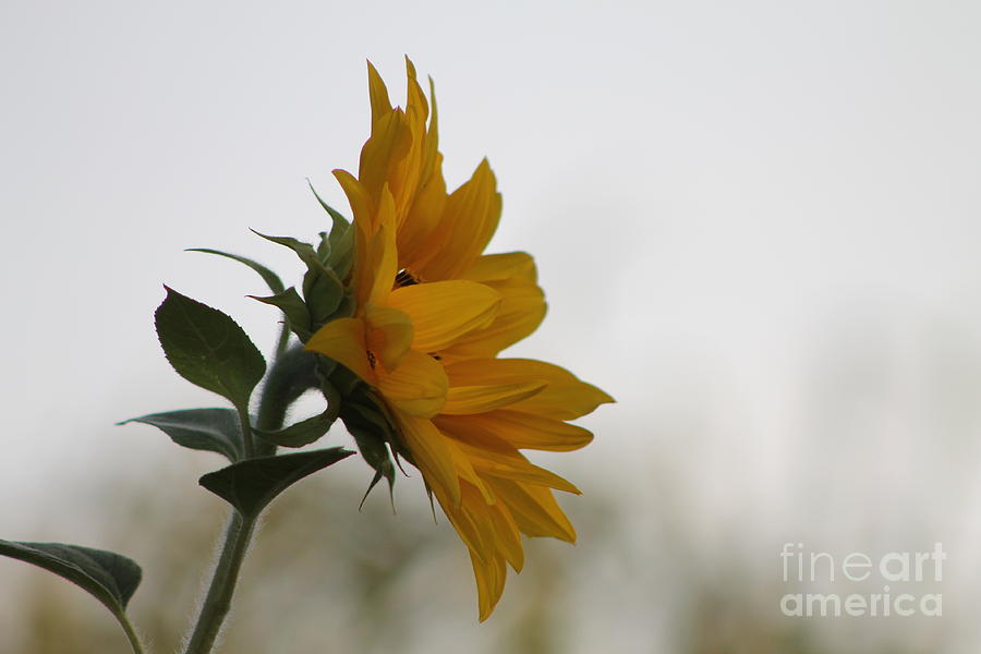 Sunflower 2 Photograph by Pamela Walrath