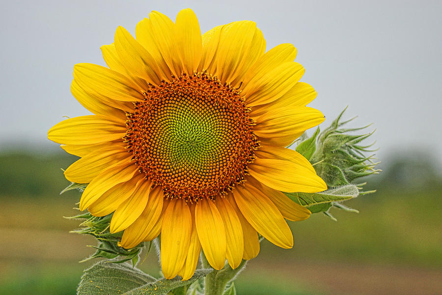 Sunflower #2 Photograph by Alan Hutchins