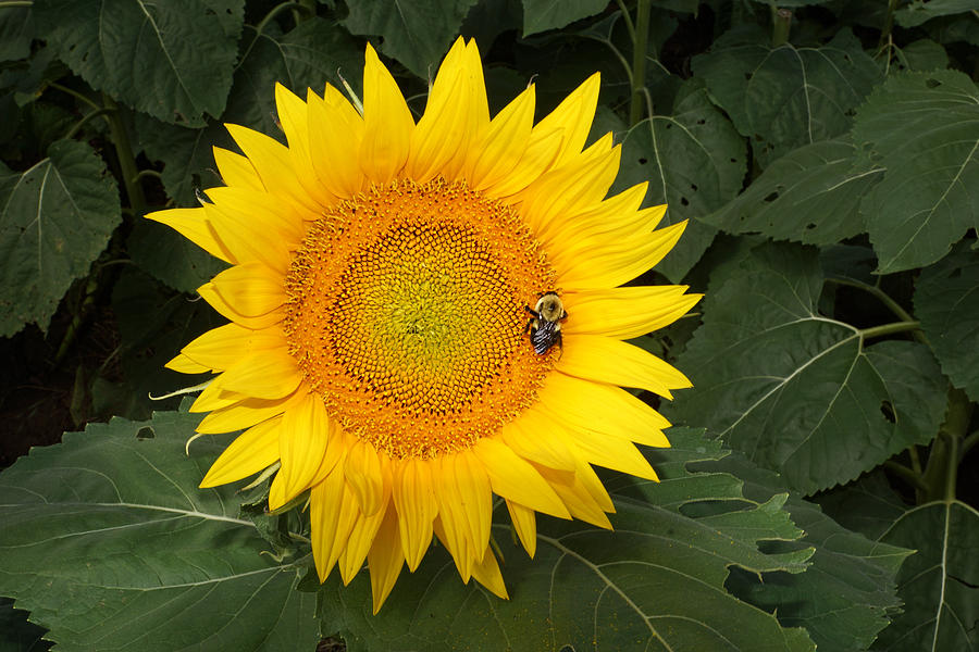 Sunflower and Bee #2 Photograph by Alan Hutchins