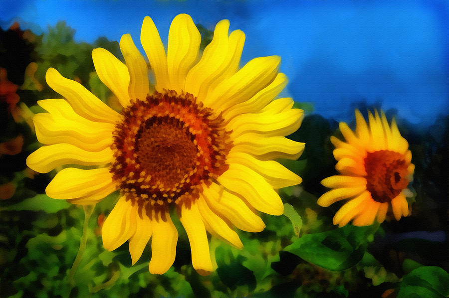 Sunflower #1 Digital Art by Ann Powell