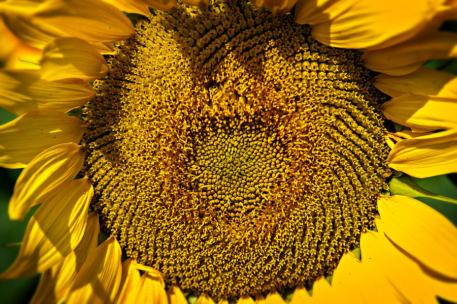 Sunflower #3 Photograph by Bud Simpson