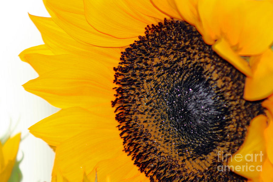 Sunflower Close-up #2 Photograph by Karen Adams