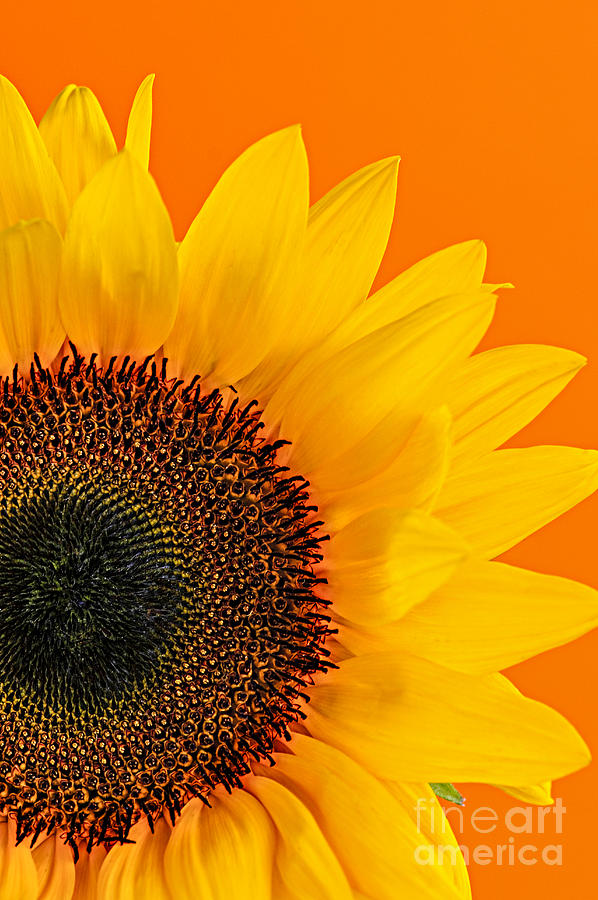 Sunflower Photograph - Sunflower closeup 2 by Elena Elisseeva